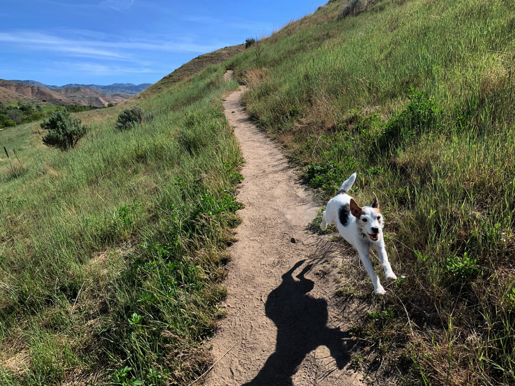 Best Trails for Dogs in Boise Black Jack Studio