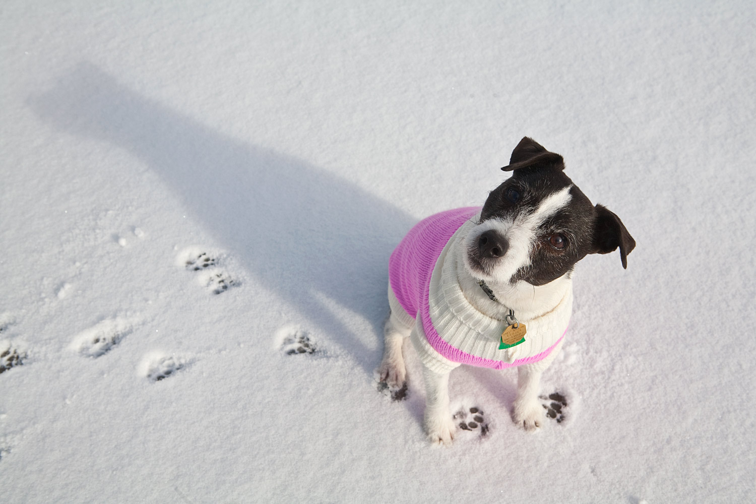 Jack Russell Terrier photographed while wearing a pink sweater in the snow.